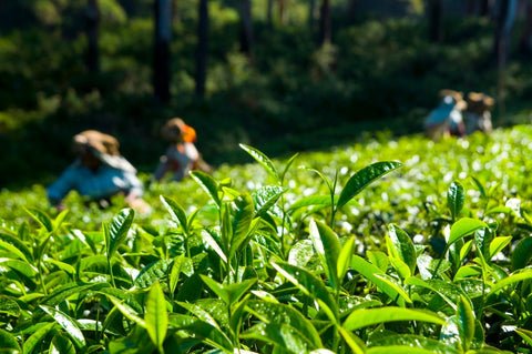 What Makes Ceylon Tea So Special?