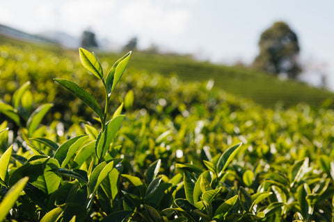 What is Ceylon Tea?