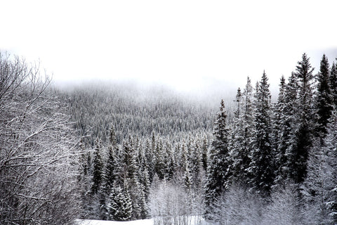 Winter Berries