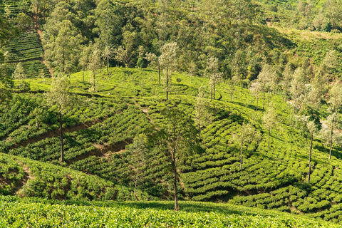 Tea Capsules